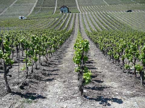 Caves Ouvertes Valais,