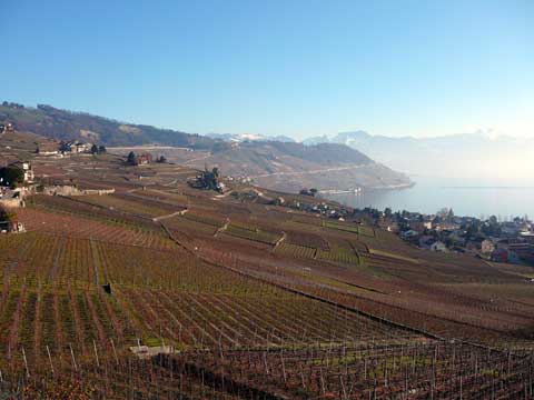 vignes de lavaux depuis grandvaux