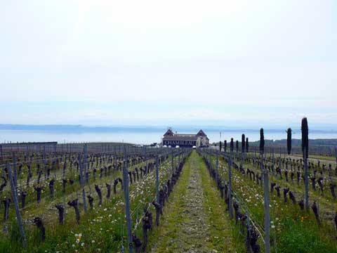 Caves Ouvertes Neuchâtel 2015 Auvernier, Cormondrèche, Colombier