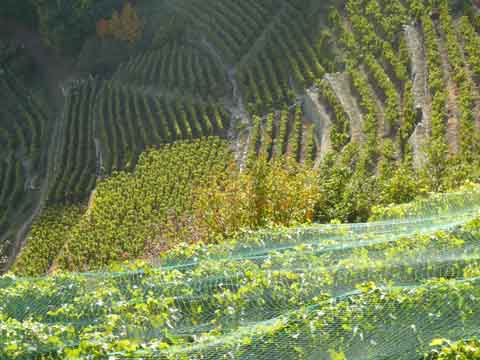 Marche des Cépages, Sierre