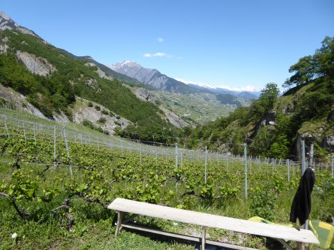 Cave de l'Angelus, Savièse