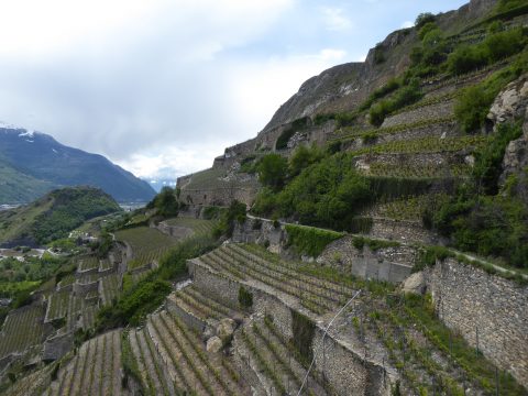 Caves Ouvertes Valais 2021 Champlan