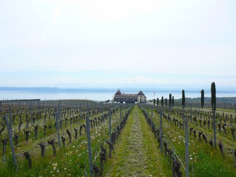 Caves Ouvertes Neuchâtel