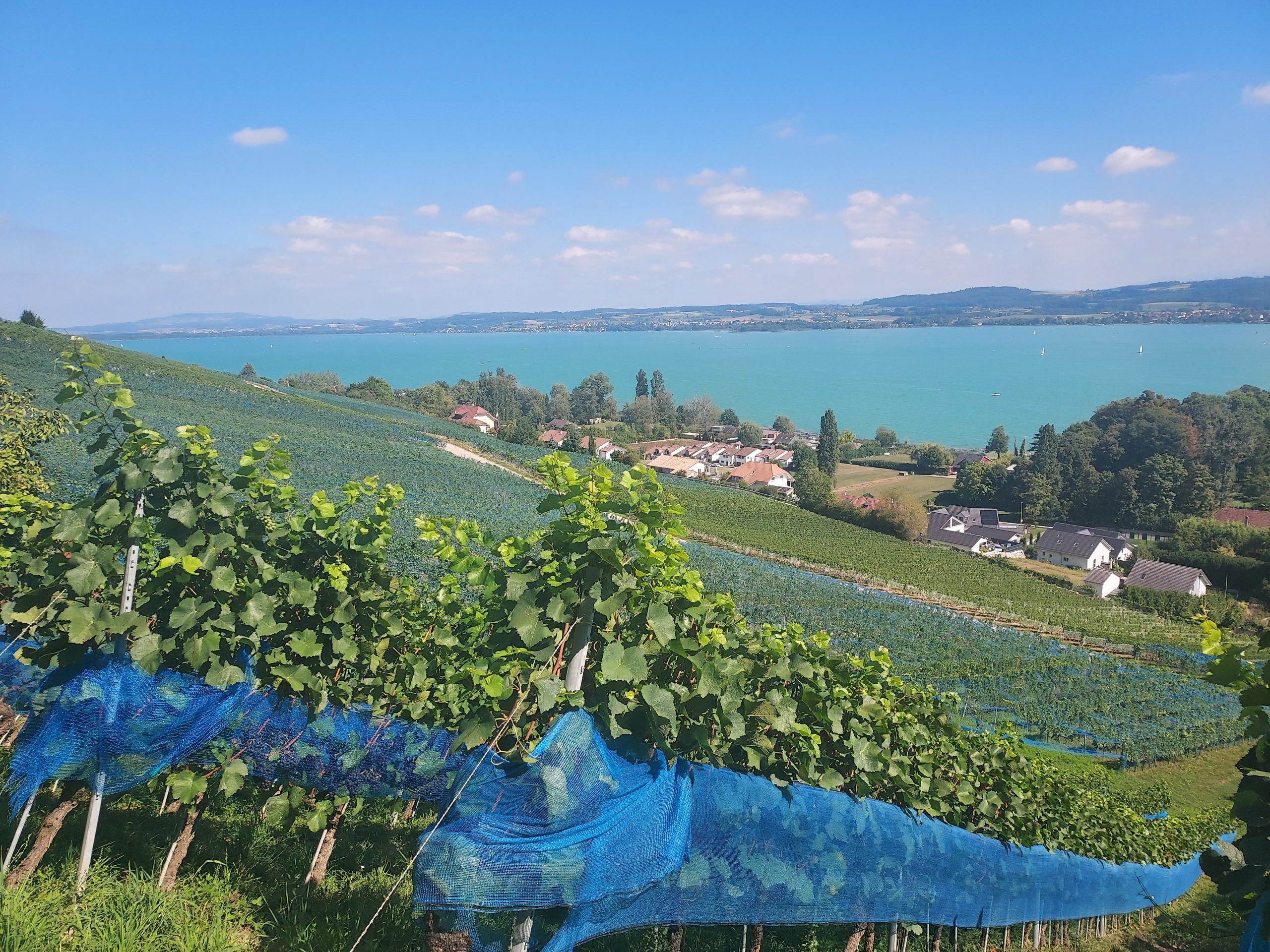 Balade Gourmande du Vully