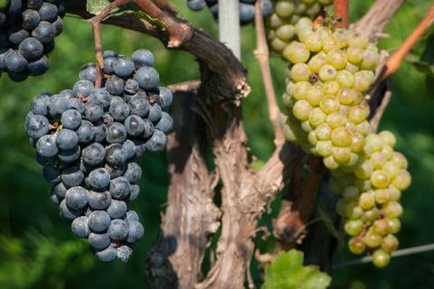 Semaine Suisse du Goût